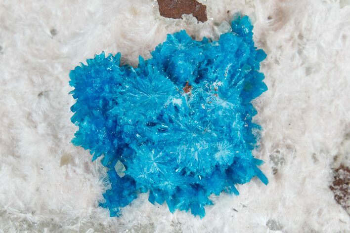 Vibrant Blue Cavansite Clusters on Stilbite & Mordenite - India #176801
